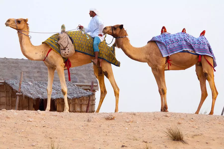 Affordable Travel to Arabia
